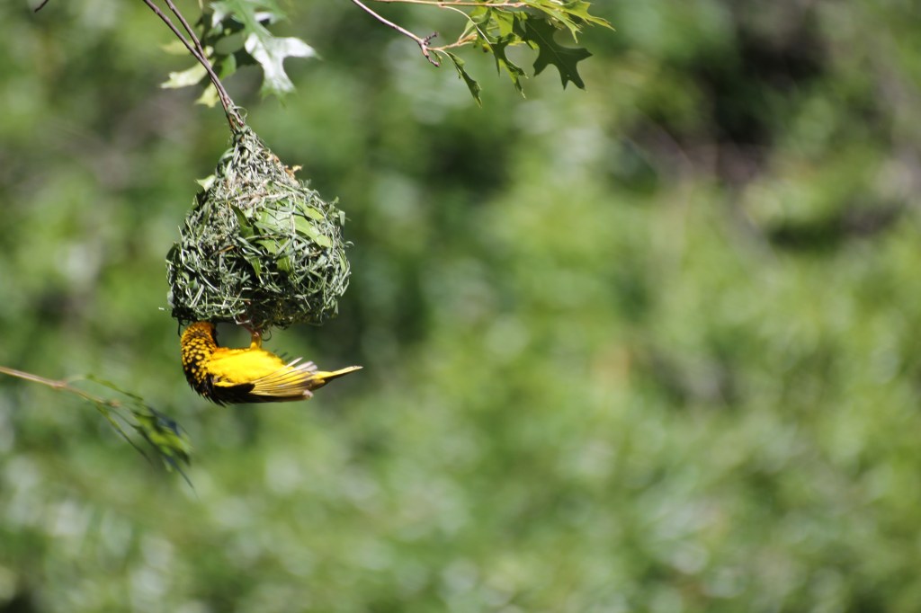 A bird building its nest is the same as selecting the company you work for. Build your home, don't wait for it to be built.