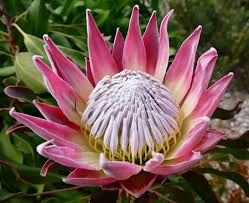 Protea South Africa national Flower